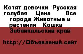 Котят девочки “Русская голубая“ › Цена ­ 0 - Все города Животные и растения » Кошки   . Забайкальский край